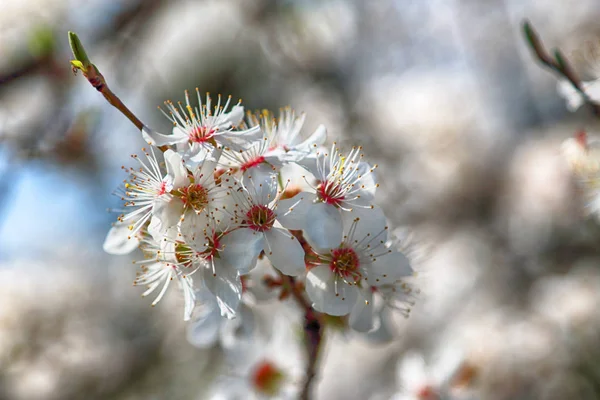 ミラベルプルーンやチェリープラムとしても知られるミラベル梅の花 ソメイヨシノ交響曲 — ストック写真