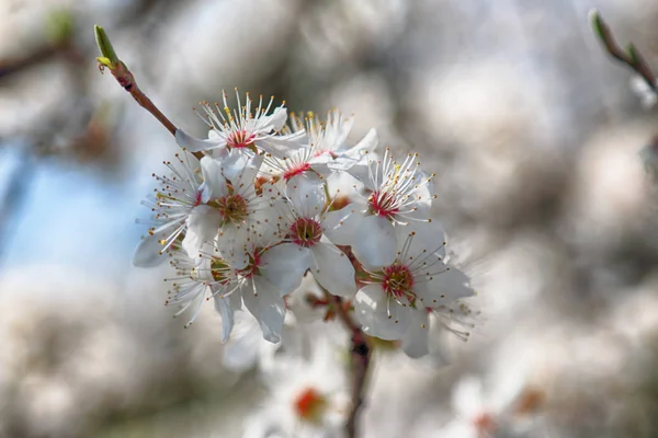 Blossom of Mirabelle plum, also known as mirabelle prune or cherry plum (Prunus domestica).