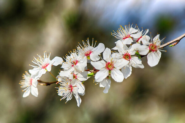 Blossom of Mirabelle plum, also known as mirabelle prune or cherry plum (Prunus domestica).