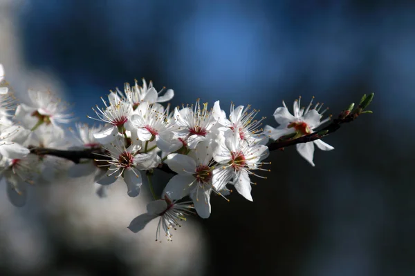 Blossom of Mirabelle plum, also known as mirabelle prune or cherry plum (Prunus domestica).