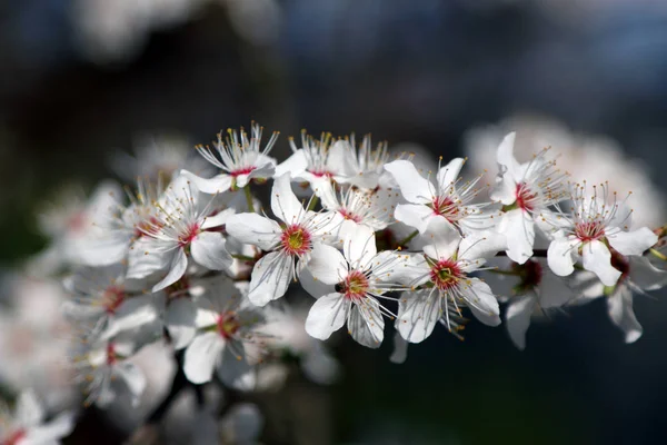 Fleur Prune Mirabelle Également Connue Sous Nom Prune Mirabelle Prune — Photo