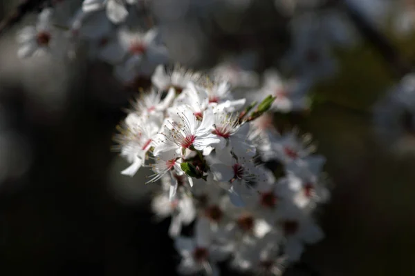 Blomning Mirabelle Plommon Även Känd Som Mirabelle Beskära Eller Körsbär — Stockfoto