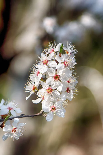 Blossom of Mirabelle plum, also known as mirabelle prune or cherry plum (Prunus domestica).