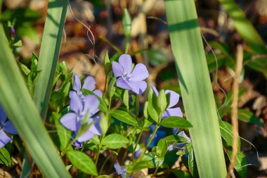 Vinca Minor (ortak isimler daha az Periwinkle veya Cüce Periwinkle), orta ve Güney Avrupa yerli dogbane Aile, çiçekli bitki türüdür.