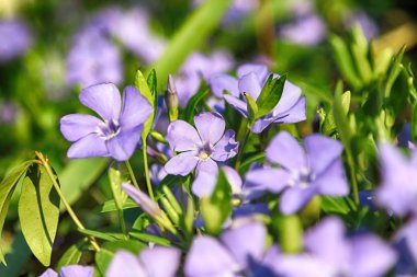 Vinca Minor (ortak isimler daha az Periwinkle veya Cüce Periwinkle), orta ve Güney Avrupa yerli dogbane Aile, çiçekli bitki türüdür.