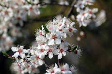 Mirabelle Erik Blossom, aynı zamanda Mirabelle Prune veya kiraz Erik olarak bilinen (Prunus Domestica).