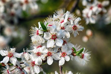 Mirabelle Erik Blossom, aynı zamanda Mirabelle Prune veya kiraz Erik olarak bilinen (Prunus Domestica).