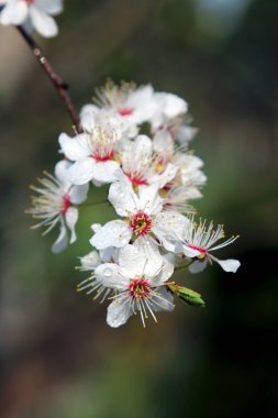 Mirabelle Erik Blossom, aynı zamanda Mirabelle Prune veya kiraz Erik olarak bilinen (Prunus Domestica).