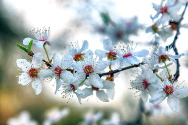 Mirabelle Erik Blossom, aynı zamanda Mirabelle Prune veya kiraz Erik olarak bilinen (Prunus Domestica).