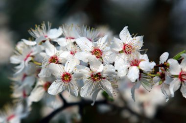 Mirabelle Erik Blossom, aynı zamanda Mirabelle Prune veya kiraz Erik olarak bilinen (Prunus Domestica).