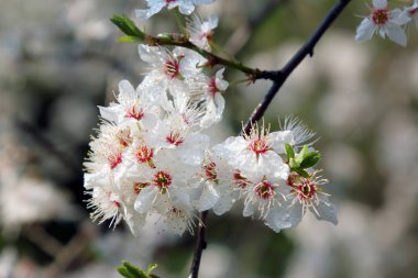 Mirabelle Erik Blossom, aynı zamanda Mirabelle Prune veya kiraz Erik olarak bilinen (Prunus Domestica).