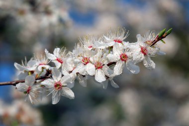 Mirabelle Erik Blossom, aynı zamanda Mirabelle Prune veya kiraz Erik olarak bilinen (Prunus Domestica).