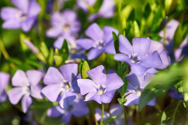 Vinca Minor Common Names Lesser Periwinkle Dwarf Periwinkle Species Flowering — Stock Photo, Image