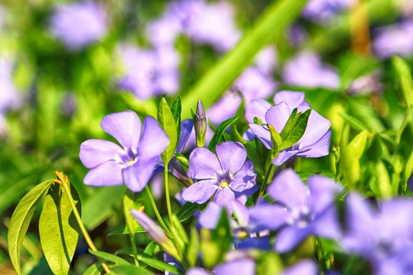 Vinca Minor Common Names Lesser Periwinkle Dwarf Periwinkle Species Flowering — Stock Photo, Image