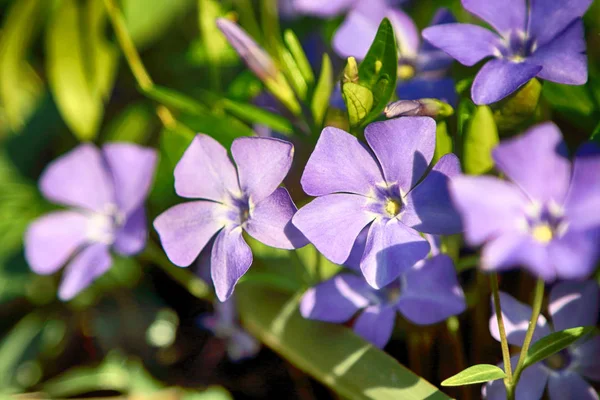 Vinca Minor Common Names Lesser Periwinkle Dwarf Periwinkle Species Flowering — Stock Photo, Image