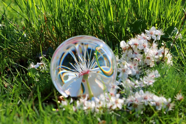 Blossom Mirabelle Plum View Glass Crystal Ball Refraction Photography — Stock Photo, Image