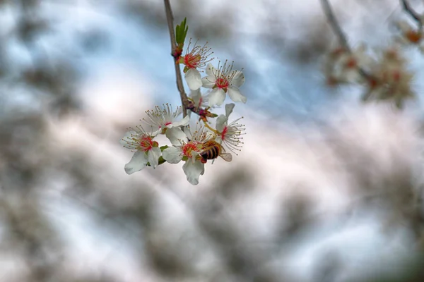 Blossom Mirabelle Plum Also Known Mirabelle Prune Cherry Plum Prunus — Stock Photo, Image