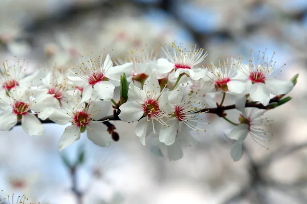 ミラベルプルーンやチェリープラムとしても知られるミラベル梅の花 ソメイヨシノ交響曲 — ストック写真