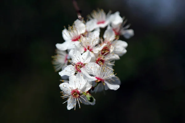 ミラベルプルーンやチェリープラムとしても知られるミラベル梅の花 ソメイヨシノ交響曲 — ストック写真