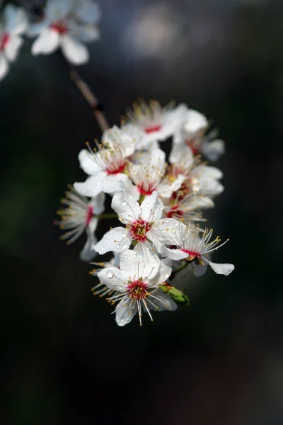 ミラベルプルーンやチェリープラムとしても知られるミラベル梅の花 ソメイヨシノ交響曲 — ストック写真