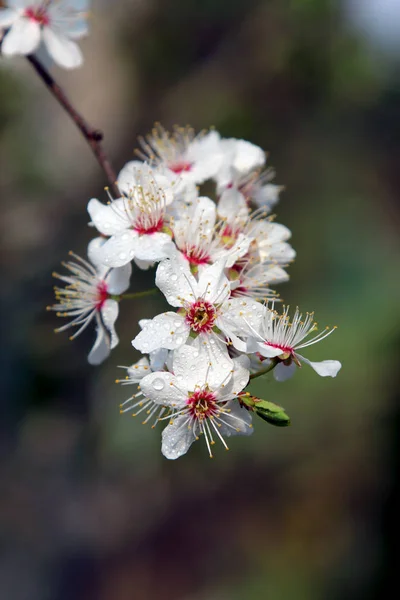 ミラベルプルーンやチェリープラムとしても知られるミラベル梅の花 ソメイヨシノ交響曲 — ストック写真