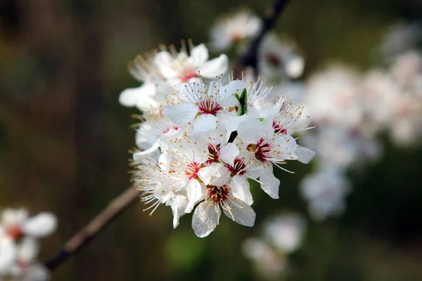 Blomning Mirabelle Plommon Även Känd Som Mirabelle Beskära Eller Körsbär — Stockfoto