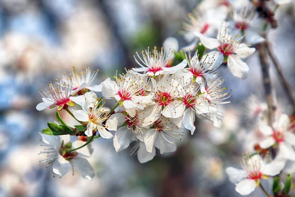 Blossom of Mirabelle plum, also known as mirabelle prune or cherry plum (Prunus domestica).