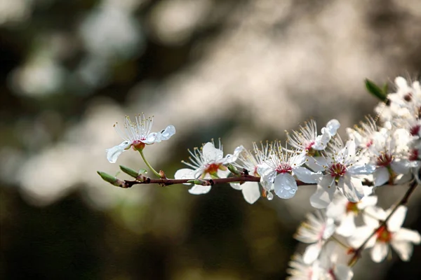 Blomning Mirabelle Plommon Även Känd Som Mirabelle Beskära Eller Körsbär — Stockfoto