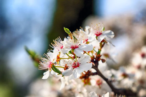 Blomning Mirabelle Plommon Även Känd Som Mirabelle Beskära Eller Körsbär — Stockfoto