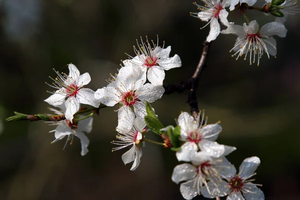 Blomning Mirabelle Plommon Även Känd Som Mirabelle Beskära Eller Körsbär — Stockfoto