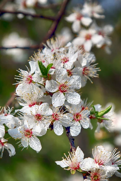 Fleur Prune Mirabelle Également Connue Sous Nom Prune Mirabelle Prune — Photo