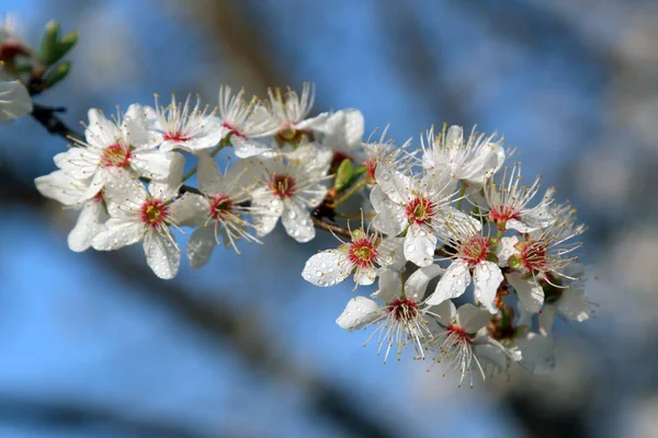 ミラベルプルーンやチェリープラムとしても知られるミラベル梅の花 ソメイヨシノ交響曲 — ストック写真