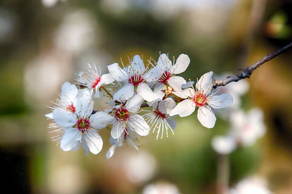 Blomning Mirabelle Plommon Även Känd Som Mirabelle Beskära Eller Körsbär — Stockfoto