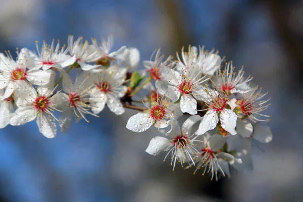 ミラベルプルーンやチェリープラムとしても知られるミラベル梅の花 ソメイヨシノ交響曲 — ストック写真