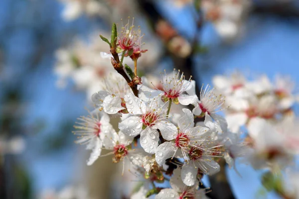 Blossom of Mirabelle plum, also known as mirabelle prune or cherry plum (Prunus domestica).