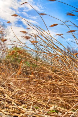 Wroclaw, Polonya yakınındaki aquifer. Vahşi, dokunulmamış doğa. muhteşem doğal manzara. Güneşli, bahar günü.