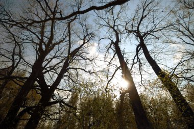 Wroclaw, Polonya yakınındaki aquifer. Güneş ışınları ile büyülü derin orman. Muhteşem bir manzara. Vahşi, dokunulmamış doğa. Güneşli, bahar günü.