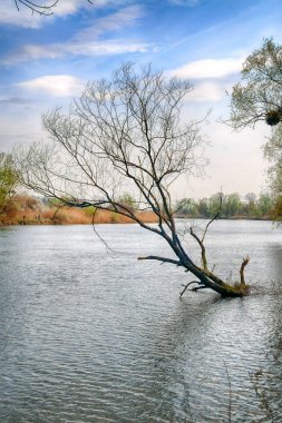 Wroclaw, Polonya yakınındaki Odra nehri. Vahşi, dokunulmamış doğa. Güneşli, bahar günü.