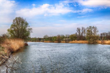 Wroclaw, Polonya yakınındaki Odra nehri. Vahşi, dokunulmamış doğa. Güneşli, bahar günü.