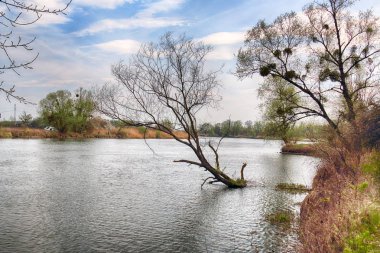 Wroclaw, Polonya yakınındaki Odra nehri. Vahşi, dokunulmamış doğa. Güneşli, bahar günü.