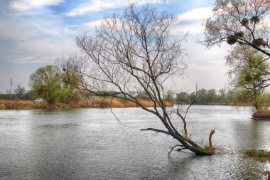 Wroclaw, Polonya yakınındaki Odra nehri. Vahşi, dokunulmamış doğa. Güneşli, bahar günü.