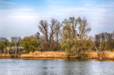 Wroclaw, Polonya yakınındaki Odra nehri. Vahşi, dokunulmamış doğa. Güneşli, bahar günü.
