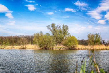 Wroclaw, Polonya yakınındaki Odra nehri. Vahşi, dokunulmamış doğa. Güneşli, bahar günü.