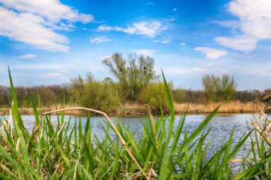 Wroclaw, Polonya yakınındaki Odra nehri. Vahşi, dokunulmamış doğa. Güneşli, bahar günü.