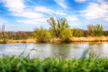 Wroclaw, Polonya yakınındaki Odra nehri. Vahşi, dokunulmamış doğa. Güneşli, bahar günü.