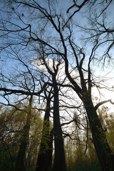 ポーランドのヴロツワフ近くの帯水層 太陽光線と魔法の深い森 ゴージャスな風景 手つかずの自然 サニー 春の日 — ストック写真