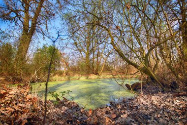 Wroclaw, Polonya yakınındaki aquifer. Gür yeşil bataklık. Güneş muhteşem bir doğal manzara ortaya çıkarmak için kalın yeşillik üzerinden göz atıyor.