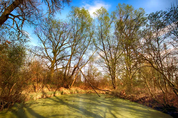 波兰弗罗茨瓦夫附近的含水层 郁郁葱葱的绿色沼泽 太阳透过茂密的树叶窥视 露出美丽的自然景观 — 图库照片
