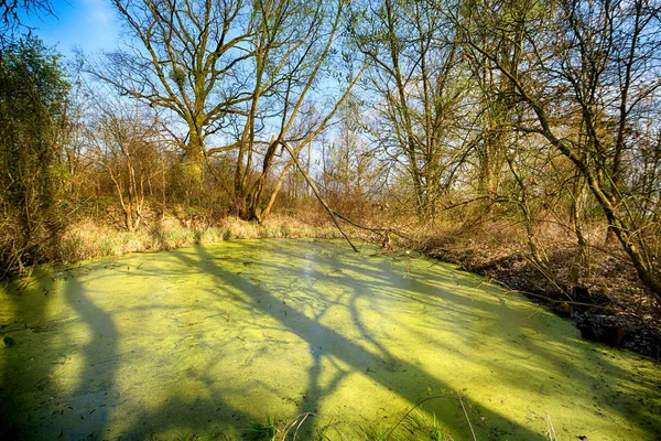 Aquifère Près Wroclaw Pologne Marais Vert Luxuriant Soleil Regarde Travers — Photo