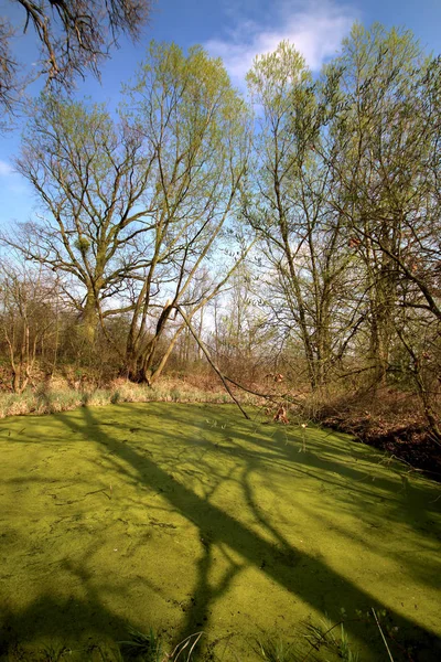 Acuífero Cerca Wroclaw Polonia Exuberante Pantano Verde Sol Asoma Través —  Fotos de Stock